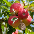 Apple Fruit Plant For Gardening - Naturemart.in