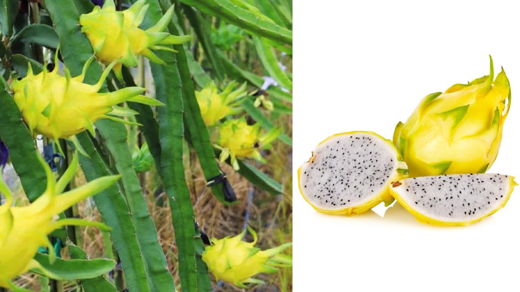 Yellow Colour Dragon Fruit Plant - Naturemart.in