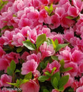 Azalea Flower Plant (Pink Colour) - Naturemart.in