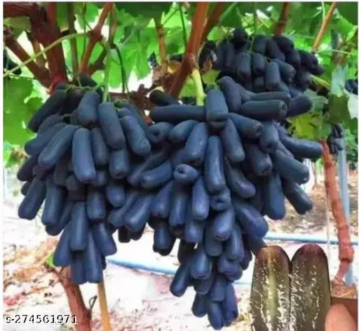 Grape Fruit Plant | Angoor Vine - Naturemart.in