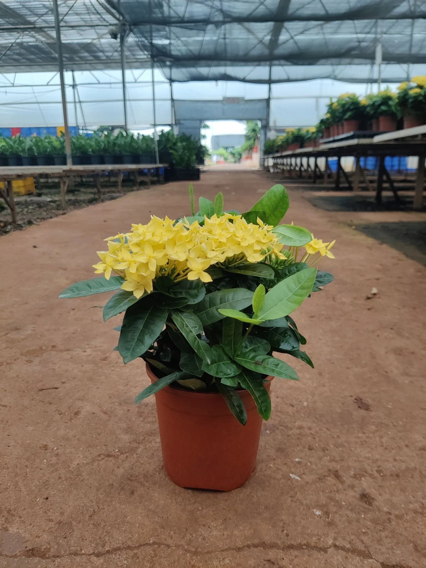 Chinese Ixora Flowers Plant (Yellow) - Naturemart.in