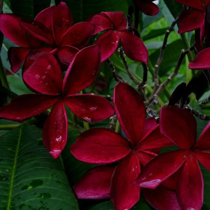 Plumeria/Blood Red | Frangipani Flower Plant - Naturemart.in