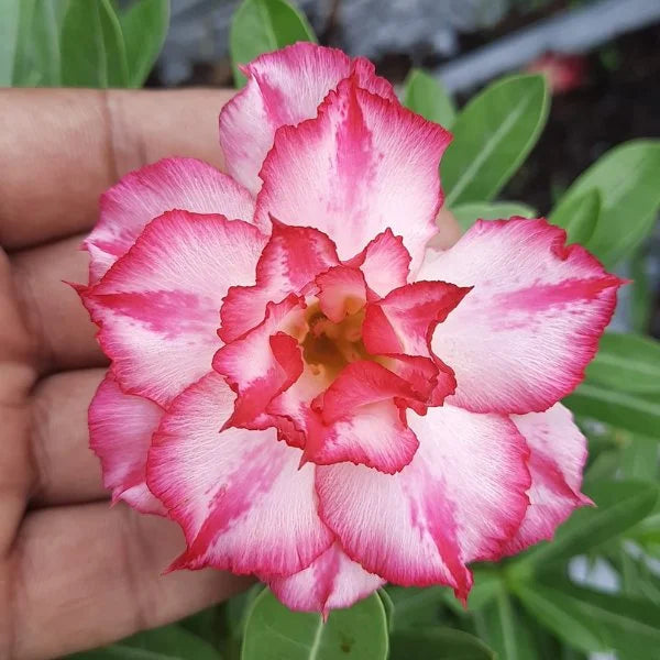 Rose Variety Adenum Flower Plant For Home Garden - Naturemart.in