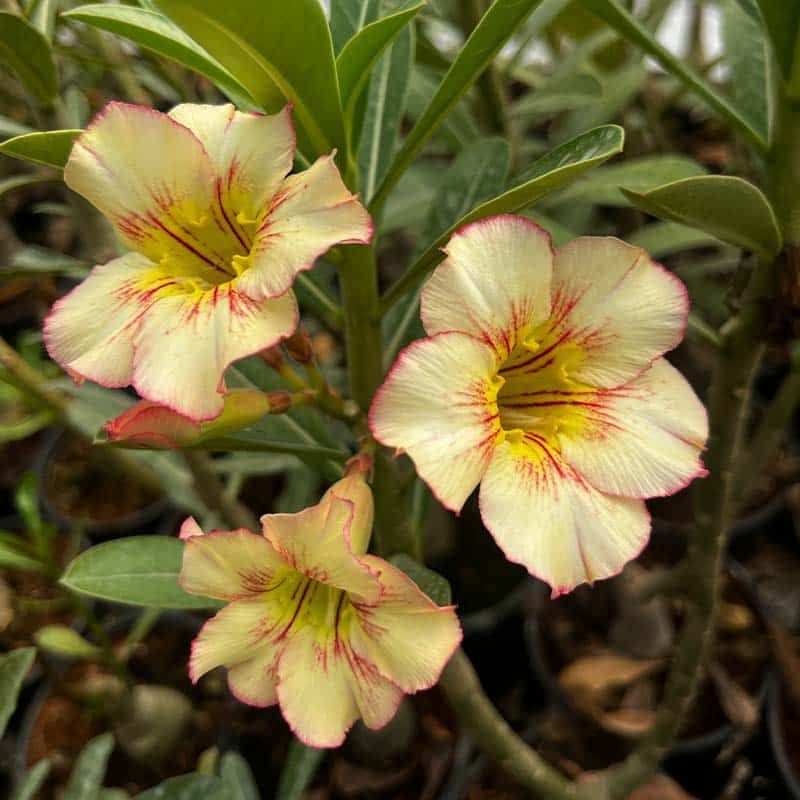 Rose Variety Adenum Flower Plant For Home Garden - Naturemart.in