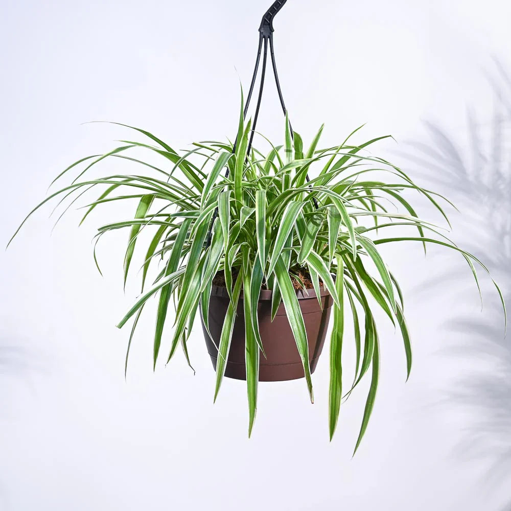 Spider Plant - Naturemart.in