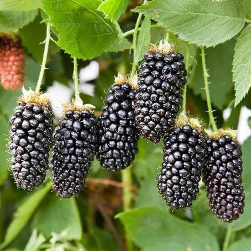 Blackberry Fruit Plant For Gardening - Naturemart.in