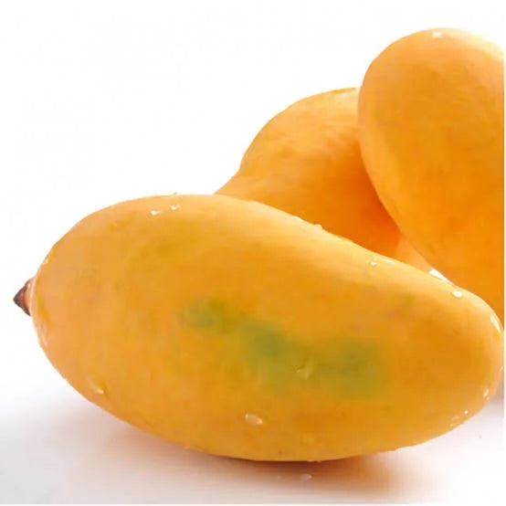 Aswina Mango Fruit Plant (Grafted) - Naturemart.in