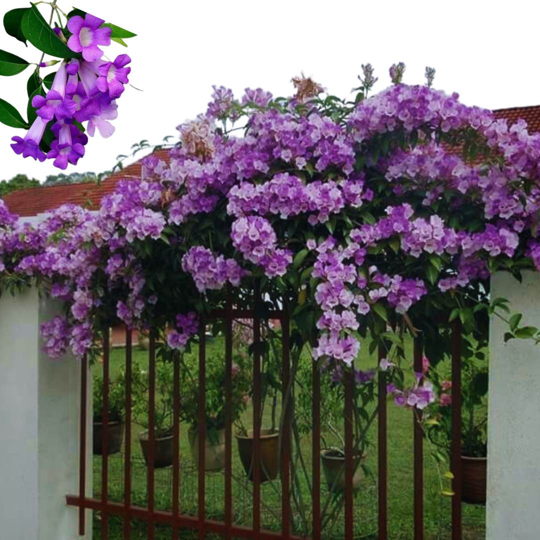 Garlic Vine Flower Plant For Gardening - Naturemart.in