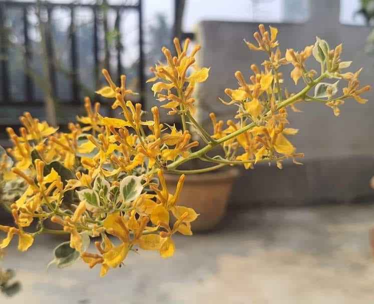 Ray Fish Bougainvillea Flower Plant For Gardening