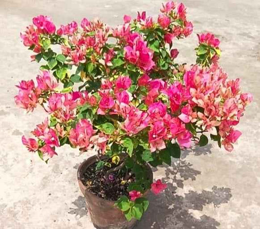 Red September Bougainvillea