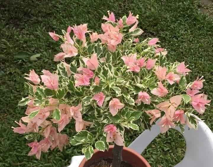 Sakura Belacan rare bougainvillea