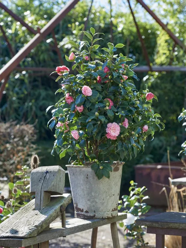 Exotit New Camelia Flowers Plant - Naturemart.in
