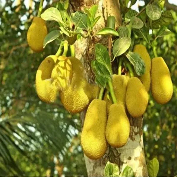 Thai All Time Jack Fruit Plant - Naturemart.in