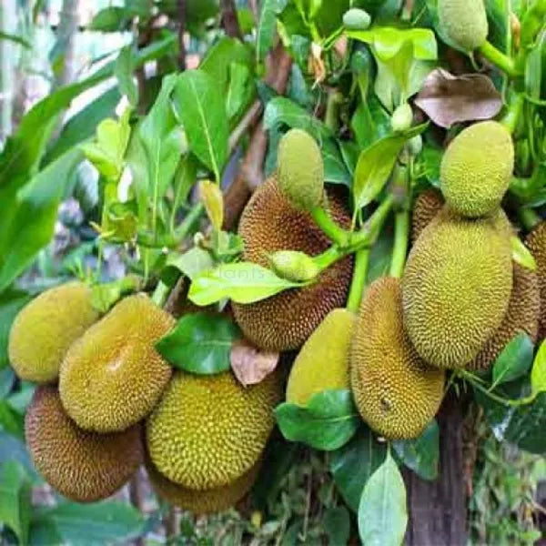 Thai All Time Jack Fruit Plant - Naturemart.in