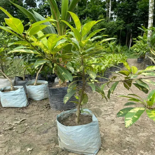 Variegated Chiku Grafted Fruit Plant - Naturemart.in