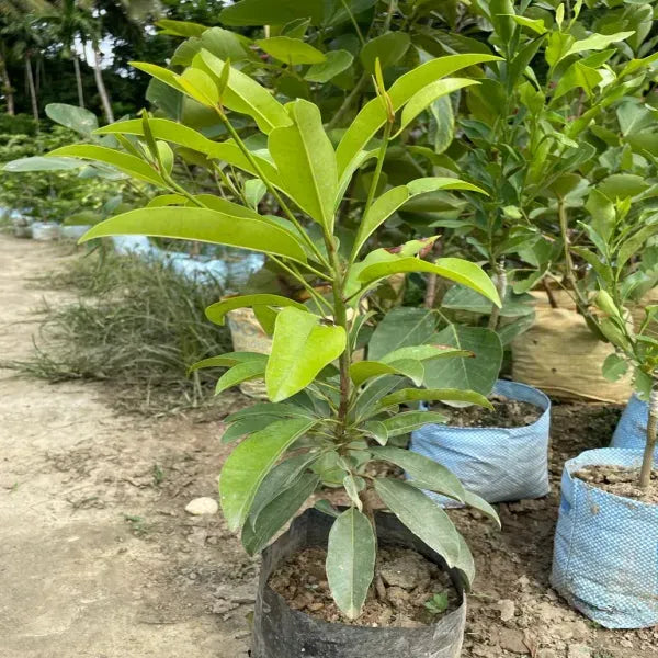 Thai Chiku Grafted Fruit Plant - Naturemart.in