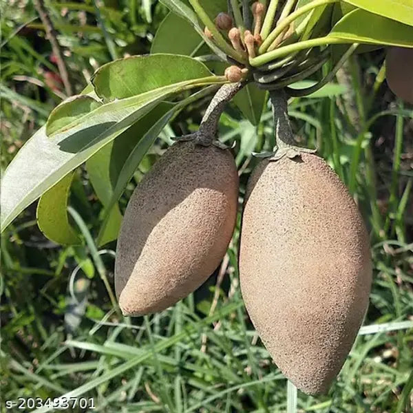 Thai Chiku Grafted Fruit Plant - Naturemart.in