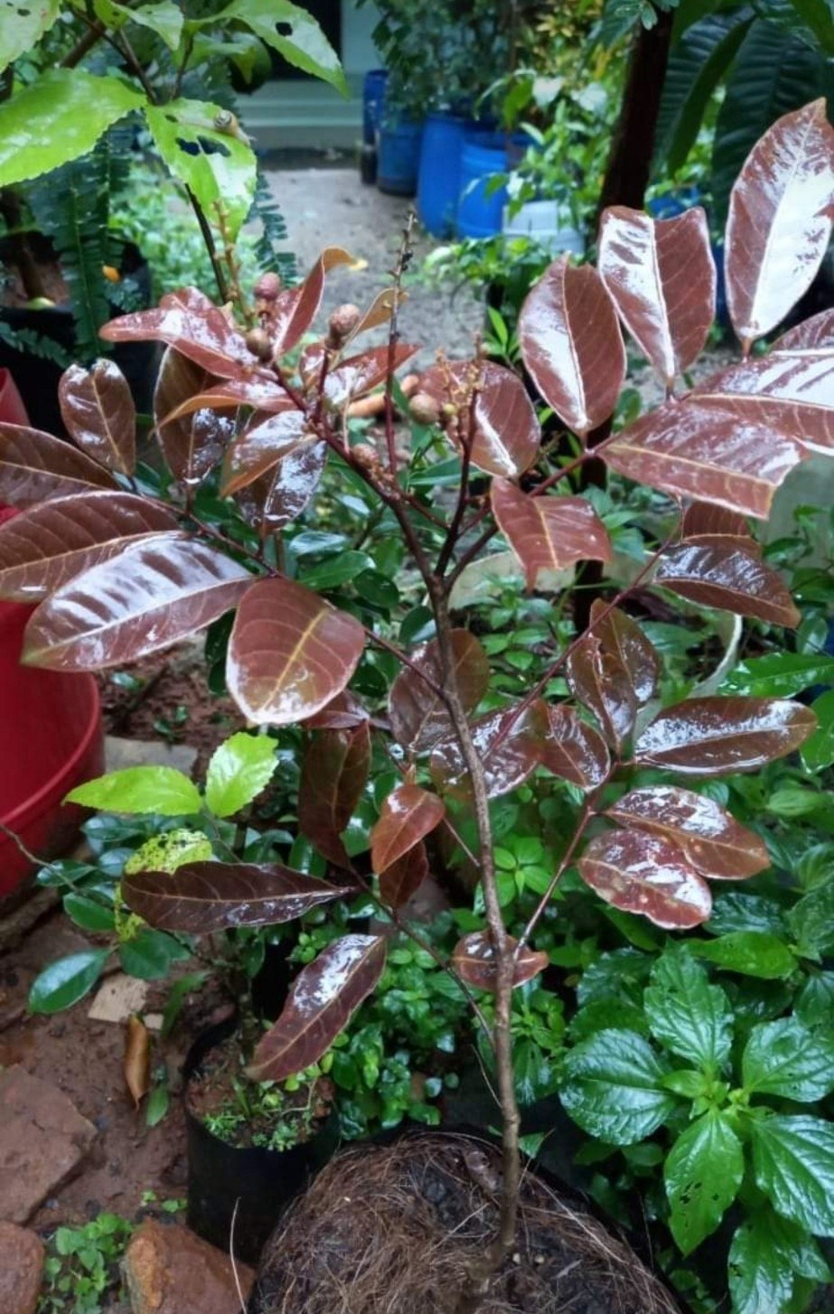 Rubi Ranghon Fruit Plant Grafted - Naturemart.in
