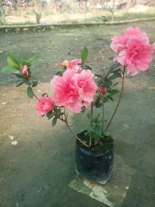 Azalea Flower Plant (Pink Colour) - Naturemart.in