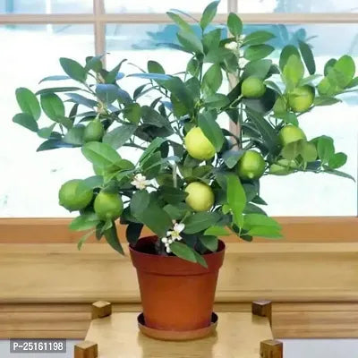 All Time Kagaji Lemon Plant - Naturemart.in
