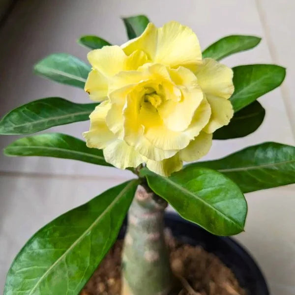 Rose Variety Adenum Flower Plant For Home Garden(Y) - Naturemart.in
