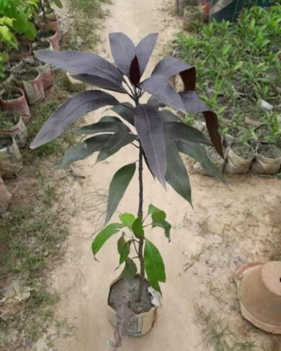 Black Stone Mango Plant-Grafted - Naturemart.in