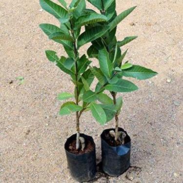 Thai Kg Guava Fruit Plant - Naturemart.in