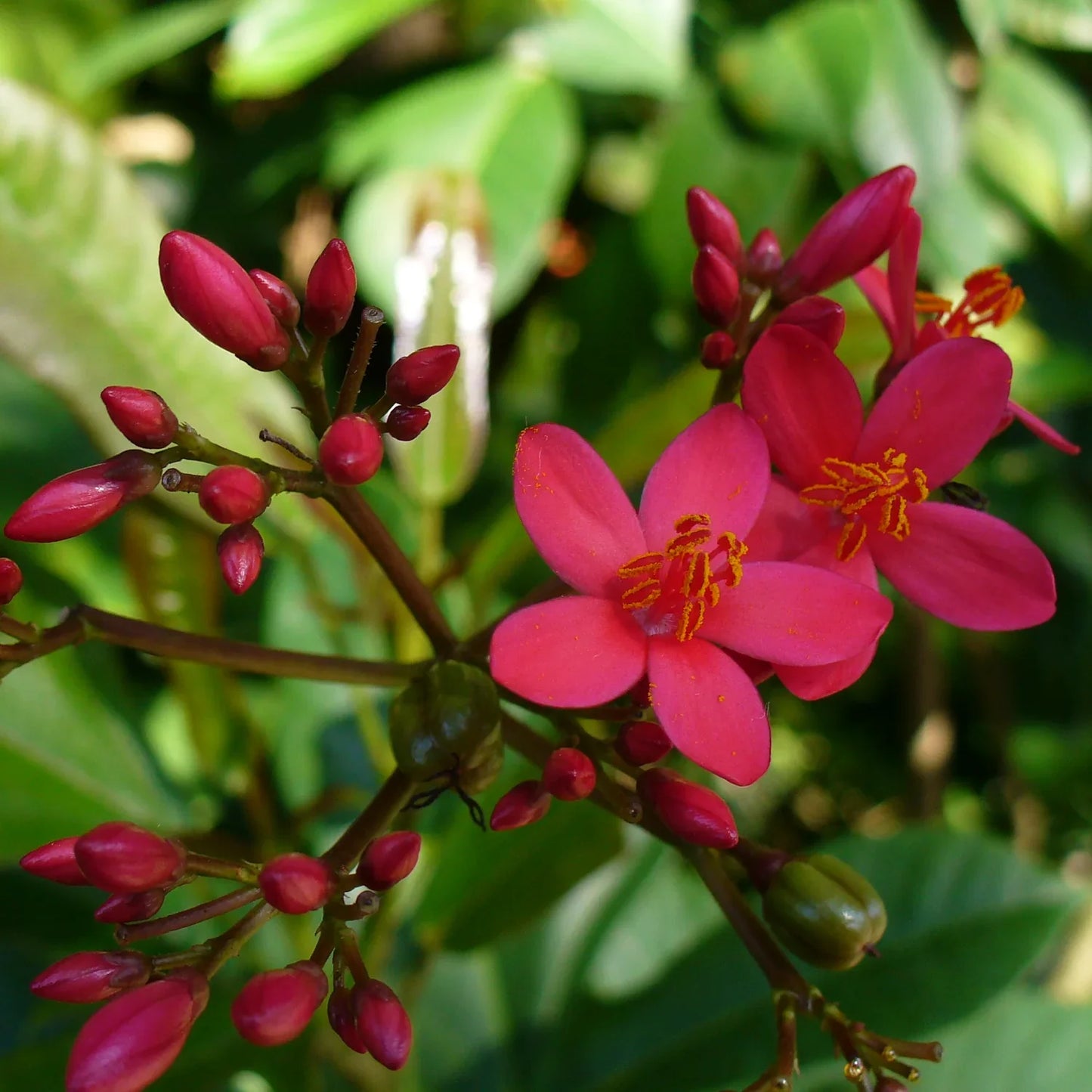 Jatropha Flowers Plant For Gardening - Naturemart.in