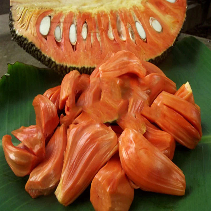 All Time Red Jack-Fruit Grafting Plants - Naturemart.in