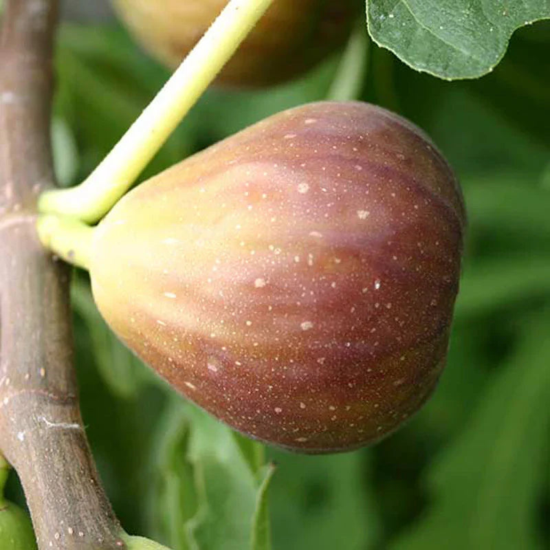 Fig Puna/Anjeer- Fruit Plants & Tree - Naturemart.in