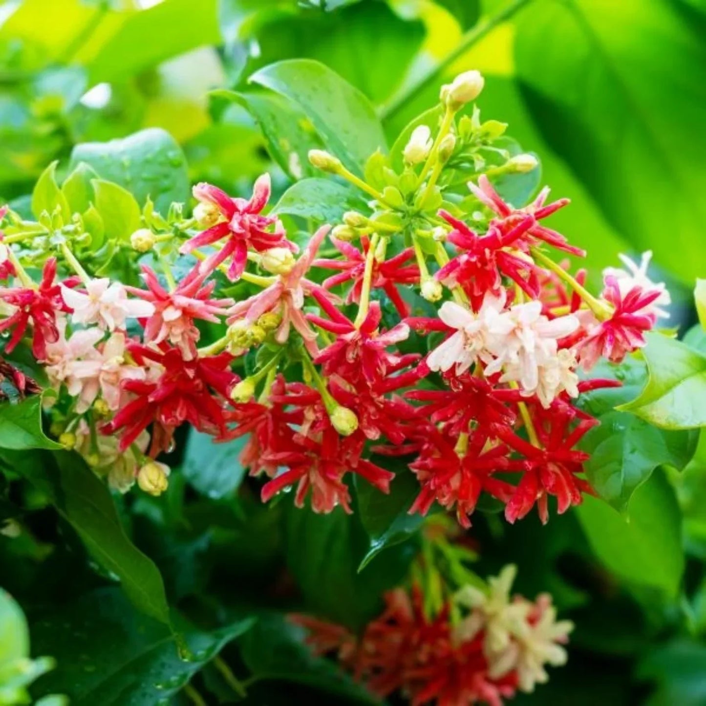 MadhumaltI Combretum Indicum, Rangoon creeper - Naturemart.in