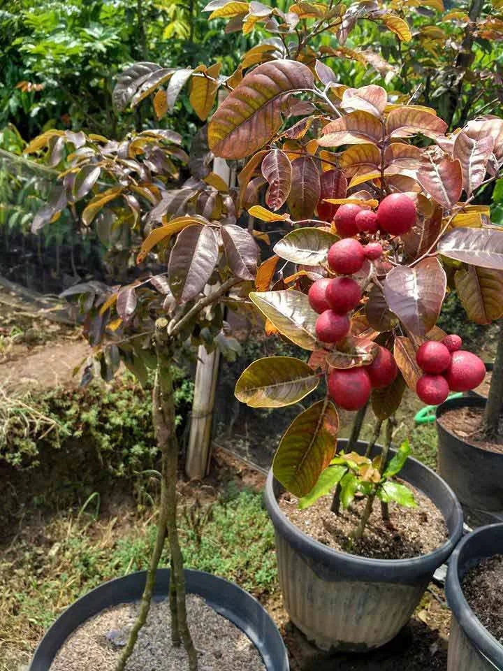 Rubi Ranghon Fruit Plant Grafted - Naturemart.in