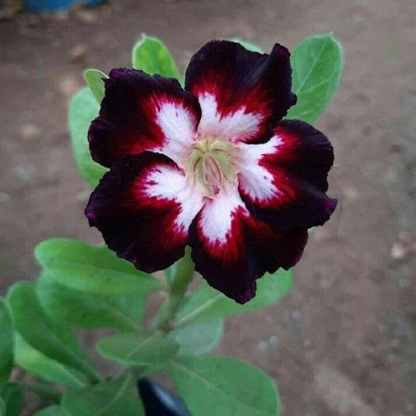 Rose Variety Adenum Flower Plant For Home Garden - Naturemart.in