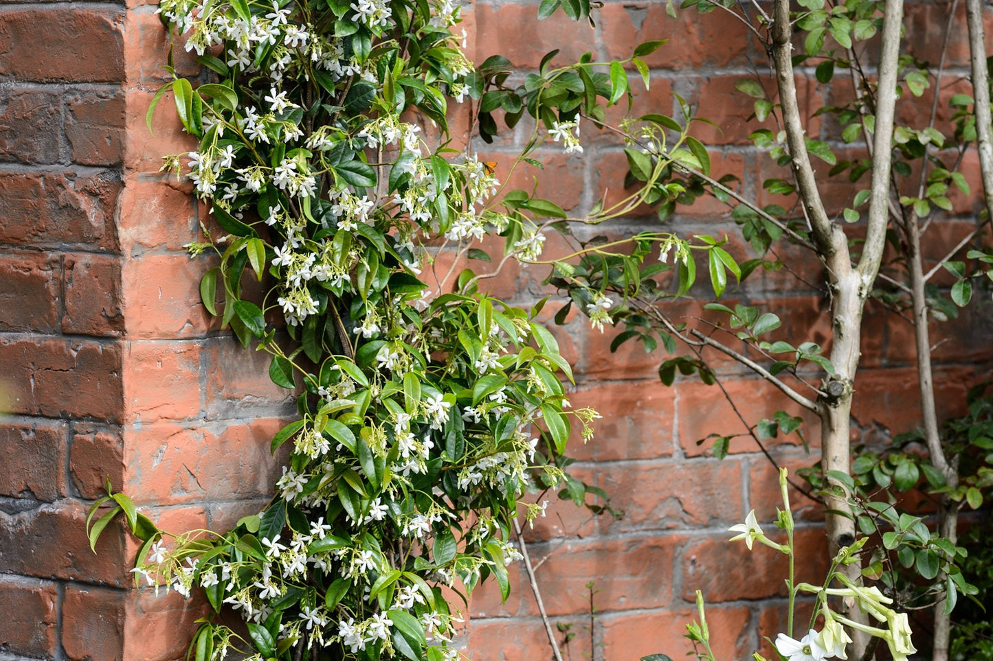 Day creeper jasmine flower plant - Naturemart.in