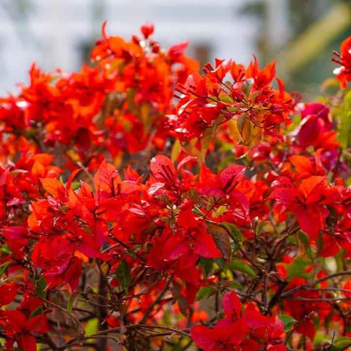 Flame Red Verigated Bougainvillea flower plant