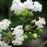 Frush Flowering Plant (White Colour) - Naturemart.in