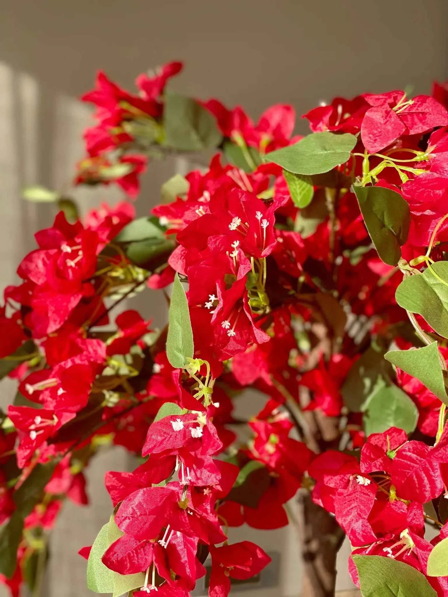 Red Diamond Bougainvillea flower plant
