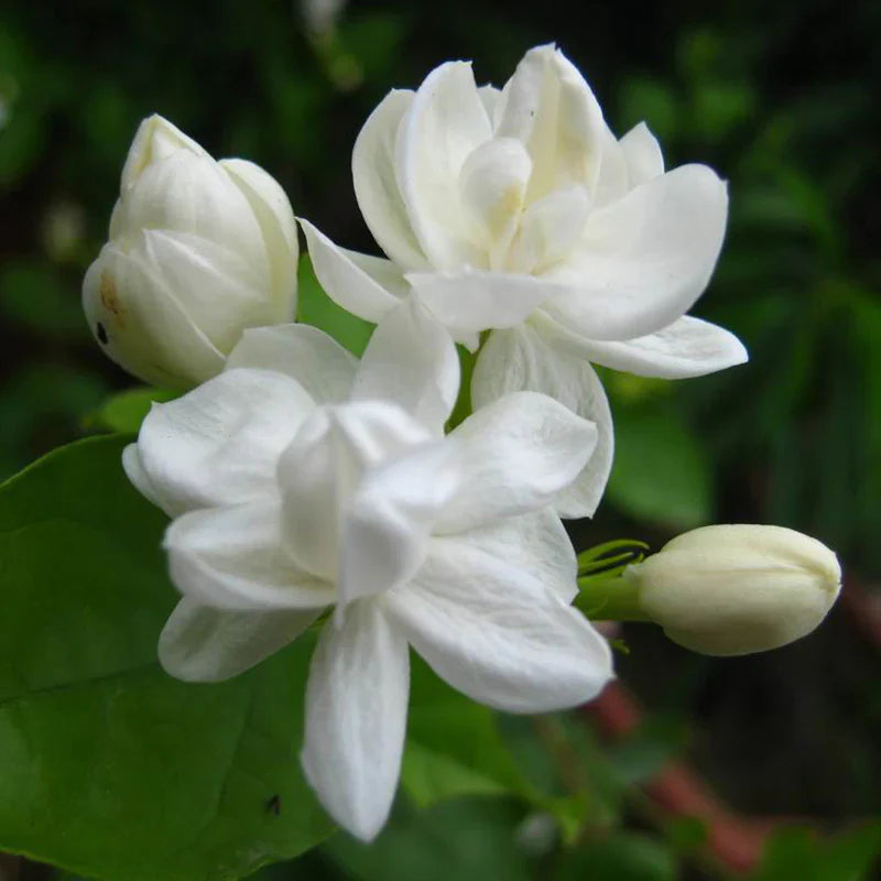 Jasmine Mini/Mogra Flowering Plant - Naturemart.in