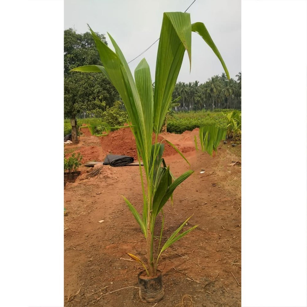Chowghat Orange Dwarf Coconut Plant - Naturemart.in