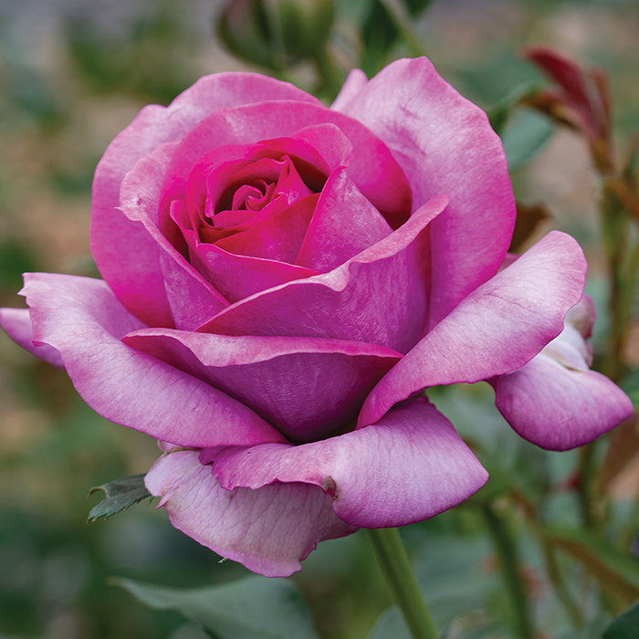 Hybrid Rose Grafted Plant (Yellow) - Naturemart.in