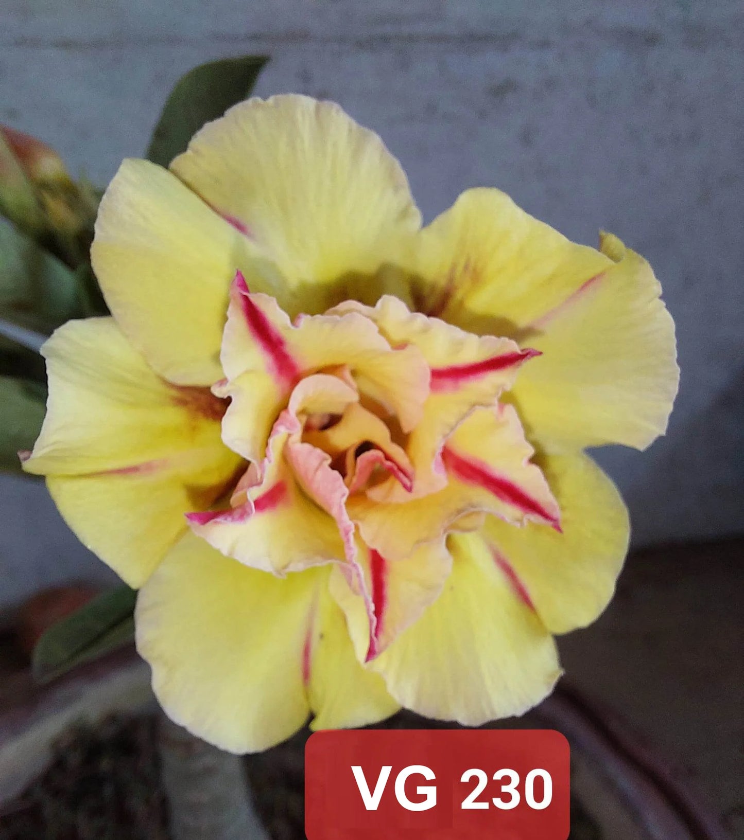 Rose Variety Adenum Flower Plant For Home Garden - Naturemart.in