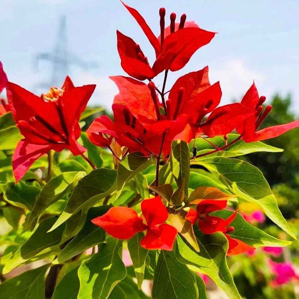 Flame Red Verigated Bougainvillea flower plant