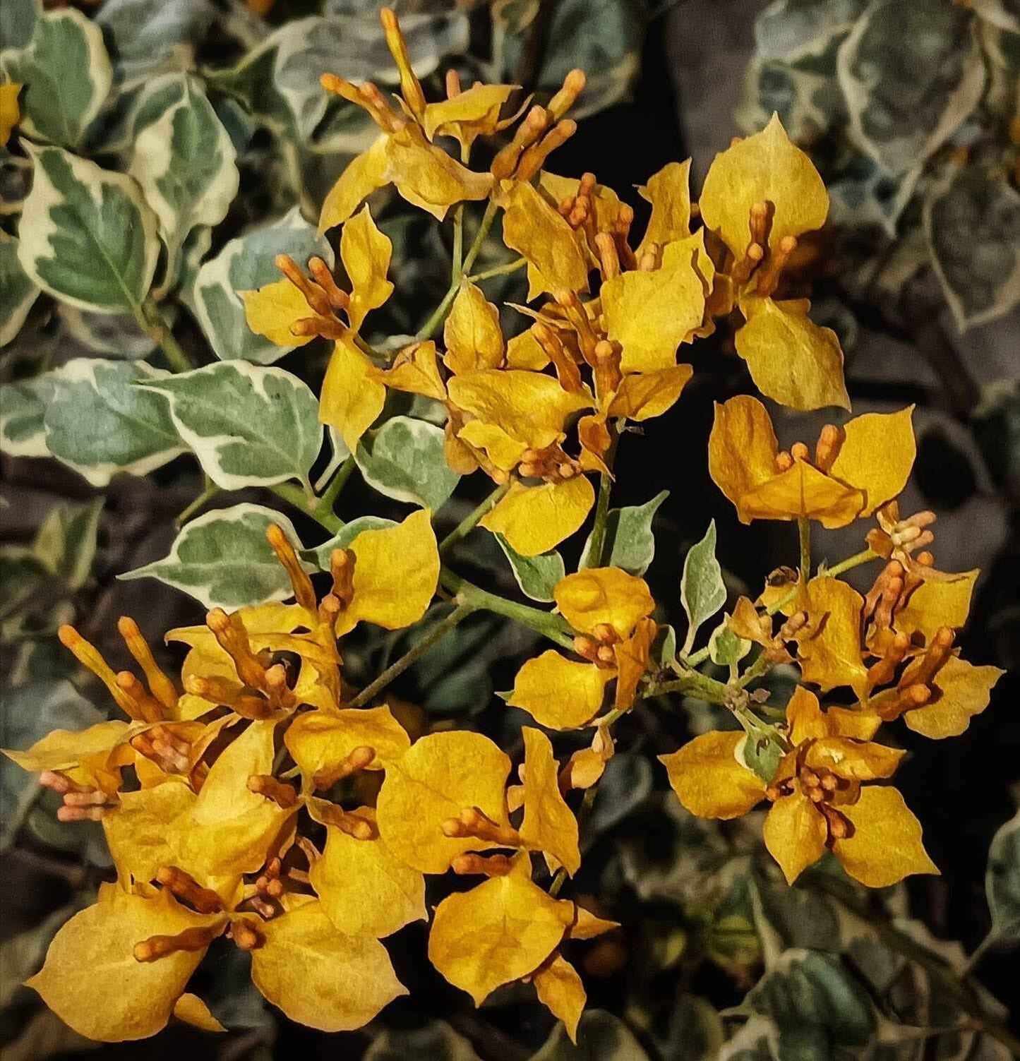 Ray Fish Bougainvillea Flower Plant For Gardening