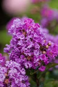 Furush Flowers Plant (Purpel Colour) - Naturemart.in