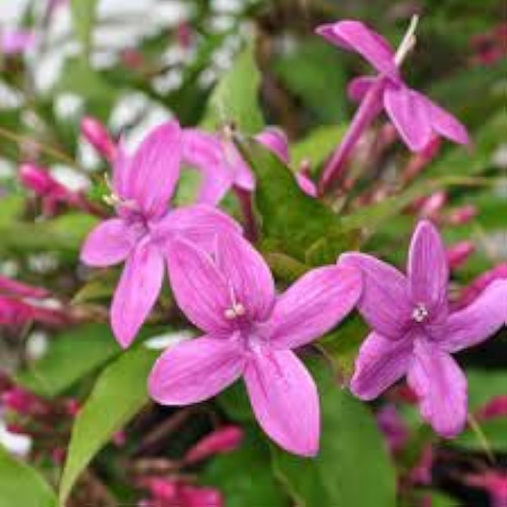 TAGAR FLOWERS PLANTS (BLUE) - Naturemart.in