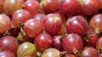 RED AMLA( Grafted )FRUIT PLANT - Naturemart.in