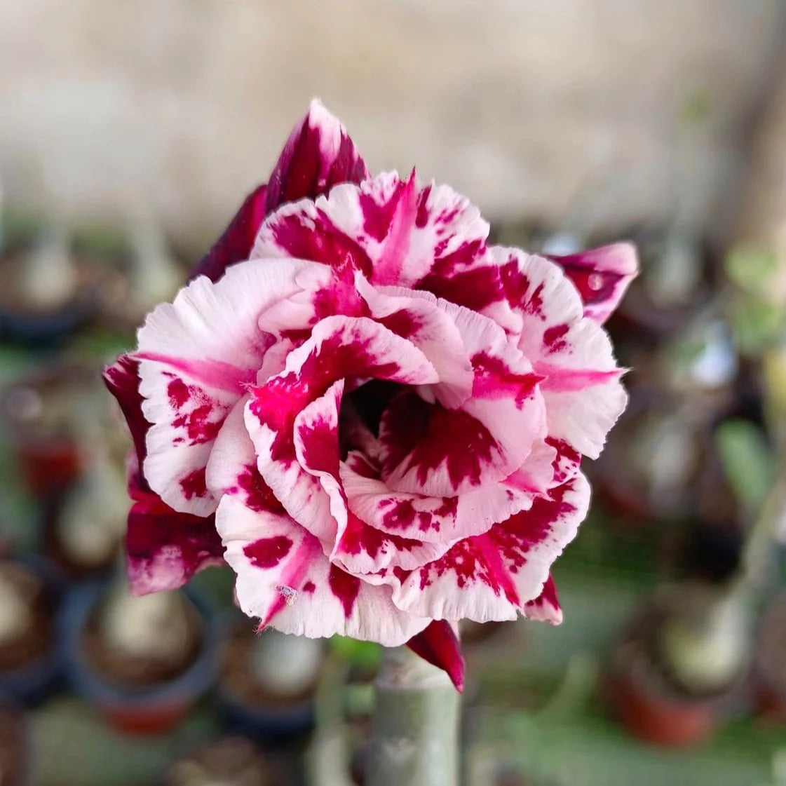Rose Variety Adenum Flower Plant For Home Garden - Naturemart.in