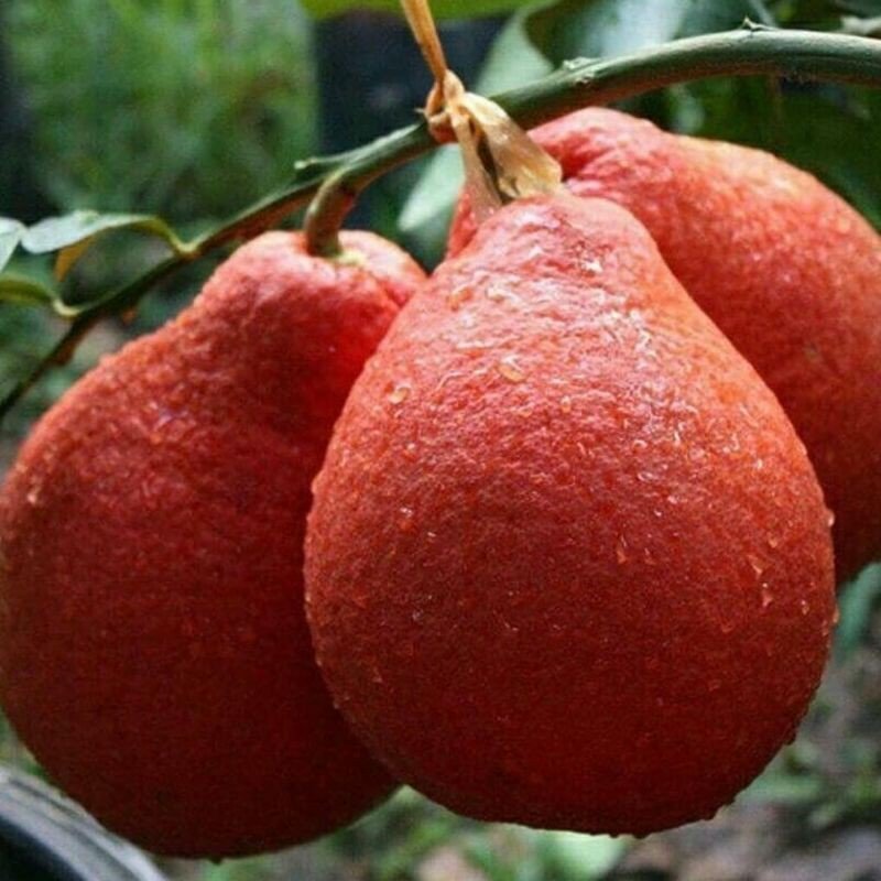 Pomelo Orange Plant (Red Colour) - Naturemart.in
