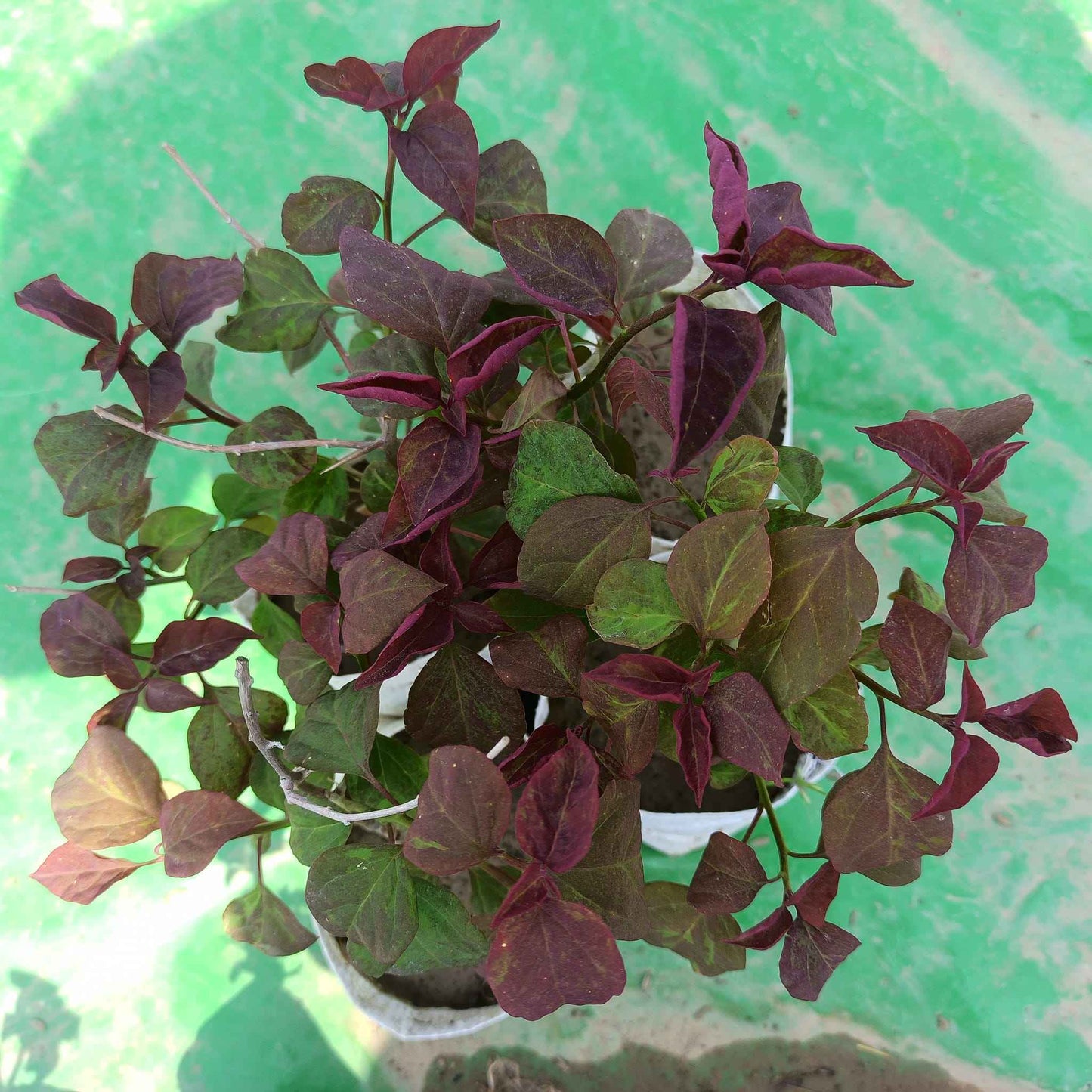 Black Maria Bougainvillea plant