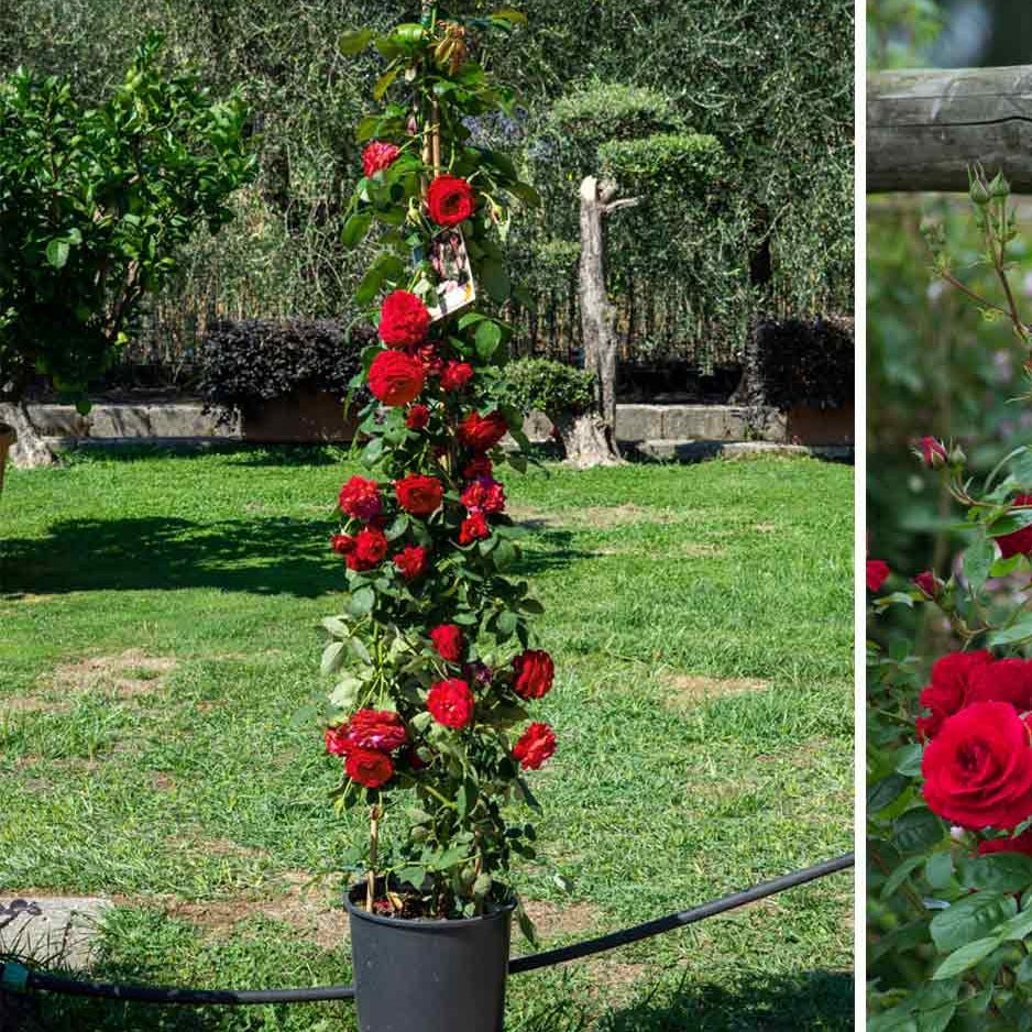Climbing Rose Plant Red Scented - Naturemart.in